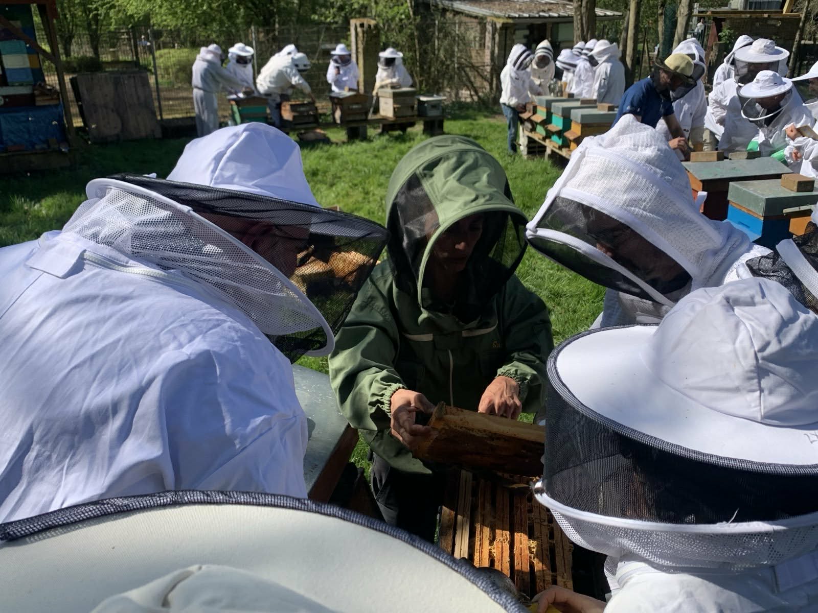 Séance d'apithérapie et respiration de la ruche près de Lille